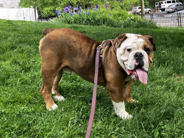 /Images/uploads/Long Island Bulldog Rescue/LIBR-2025-Calendar/entries/32217thumb.jpg